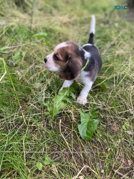 adorable female beagle puppy to re home