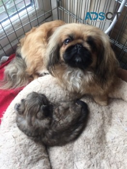PEKINGESE PUPPIES AVAILABLE NOW