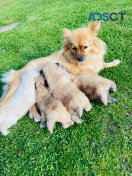 POMERANIAN  PUPPIES  FOR SALE NOW