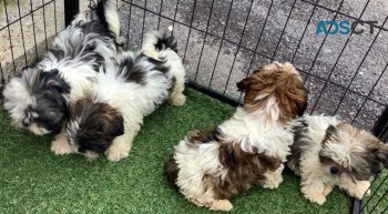 IMPERIAL SHIH TZU PUPPIES FOR SALE