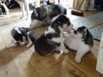 SIBERIAN HUSKY PUPPIES FOR A LOVING HOME