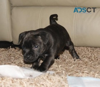 Blue Staffordshire Terrier Pups