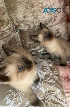 HEALTHY  SIAMESE KITTENS READY NOW