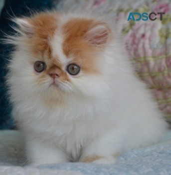 FUN-LOVING PERSIAN KITTENS