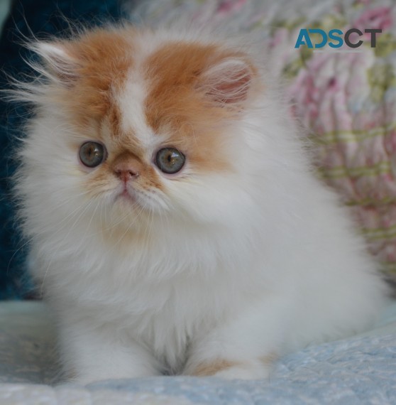 FUN-LOVING PERSIAN KITTENS
