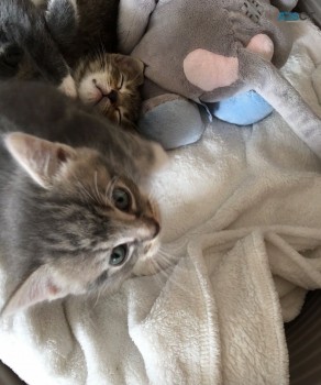 AUSTRALIAN MIST KITTENS FOR SALE
