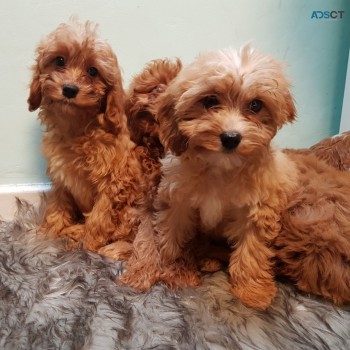 Cavapoo Puppies for rehoming