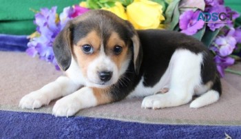 Beagle Puppies For Sa