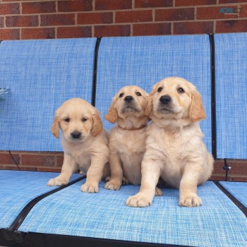 Attractive Golden Retriever Puppies for 