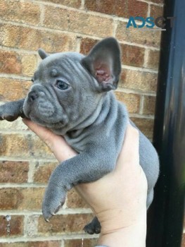 French Bulldog Puppies For Sale
