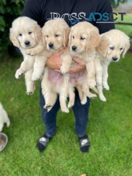 Stunning Golden Retriever Puppies