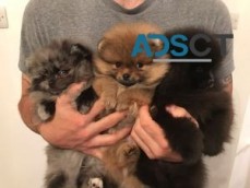 Absolute cute and healthy Pomeranian Pup