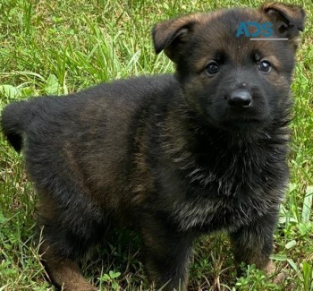 German shepherd puppy for sell 