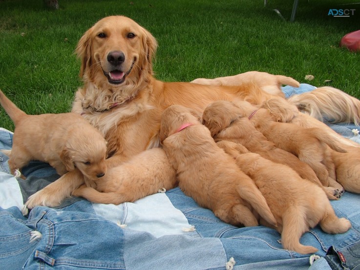 Adorable Golden Retriever Puppies For Sa