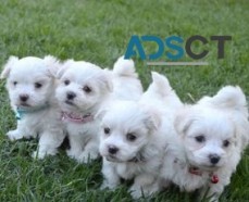4 Sweet Angels Lovely Maltess Puppies