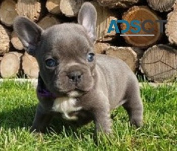  French Bulldog puppies for sale 