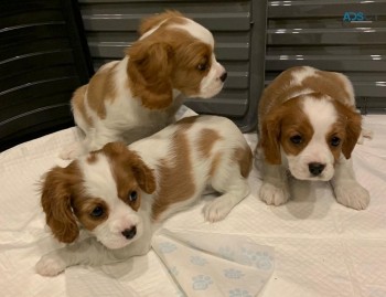  Cavalier King Charles puppies 