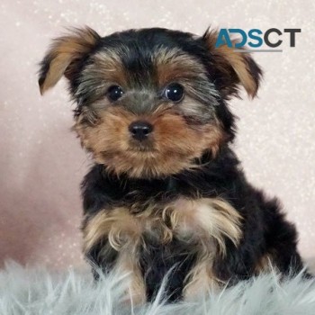 Yorkie puppies for sell