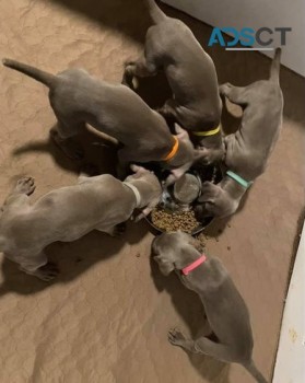 Available Weimaraner Pups for sale