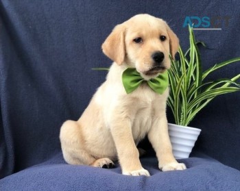 Cute Labrador Retriever Pups for sale