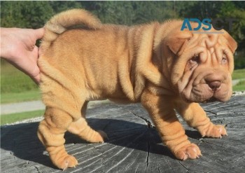 Pure breed Chinese Shar Pei pups