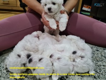 Purebred Maltese Puppies for Adoption
