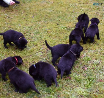 Stunning Kc puppies registered Labradors