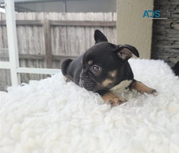 French Bulldog for sale 