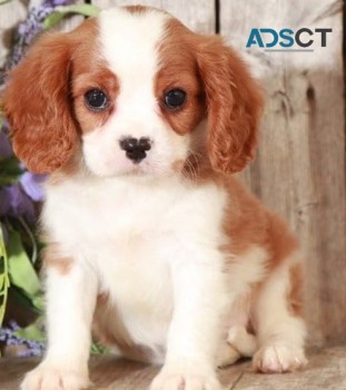  Cavalier King Charles puppies for sale