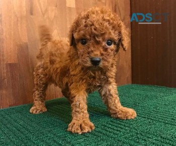 Red Toy Poodle Puppies for sale... 