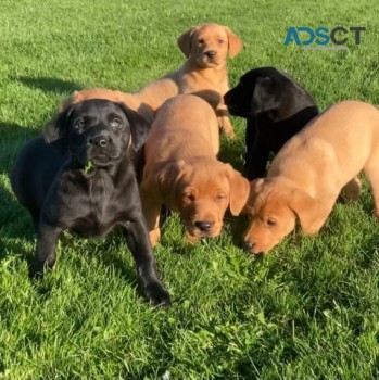Labrador retriever puppies for sale 