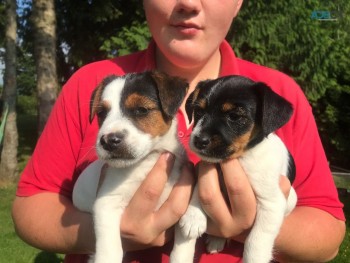 Jack Russell puppies Available Now