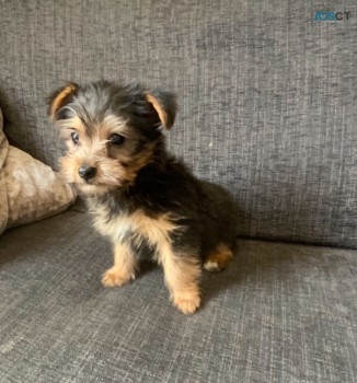 Yorkshire Terrier  puppies Available Now