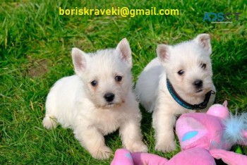 West Highlander Terrier puppies