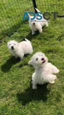West Highlander Terrier puppies