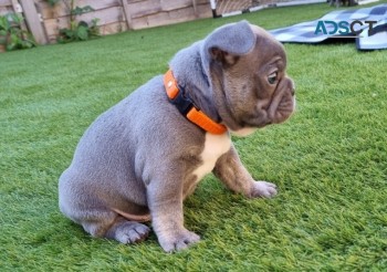 Cute French bulldog puppies for sale