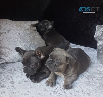 Cute French bulldog puppies for sale