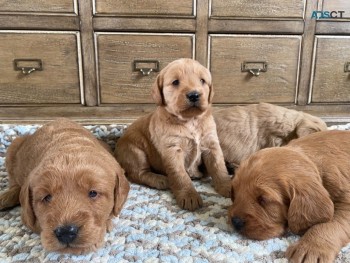 Labradoodle Puppies for sale 