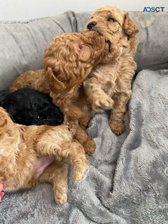 Toy Poodle Puppies.