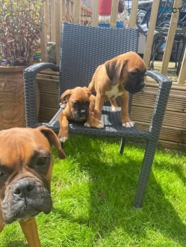 Cute Boxer Puppies Available
