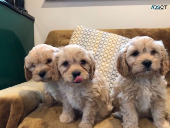 Adorable Cavapoo puppies we have availab