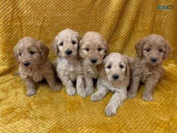 Adorable Goldendoodle  Puppies