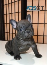 French Bulldog for sale 