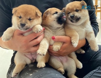 Shiba Inu Puppies