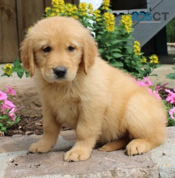 Golden Retriever Puppies For Sale