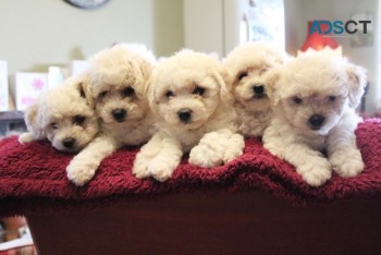 Bichon-frise Puppies 