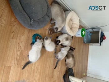 Pure Male Ragdoll Kittens Available