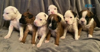 Boxer  puppies 