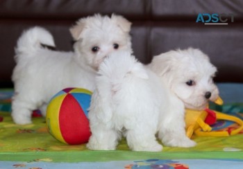 Beautiful Maltese puppies Girl and Boy f