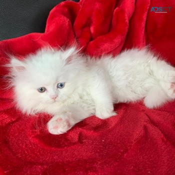 Persian kittens now available